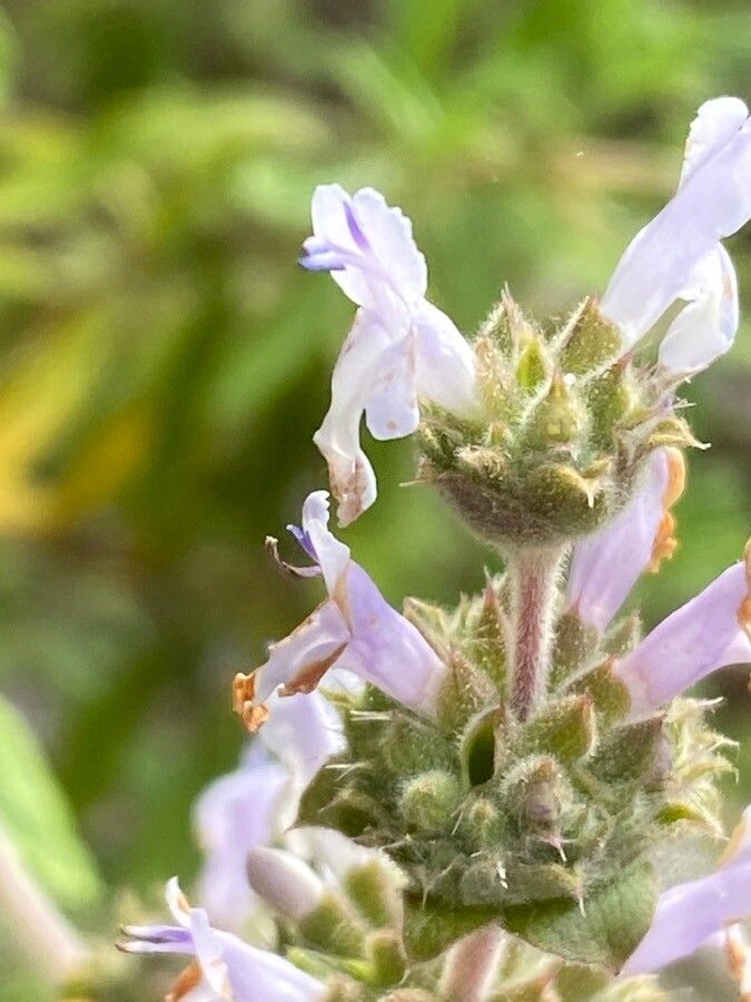Salvia mellifera flower