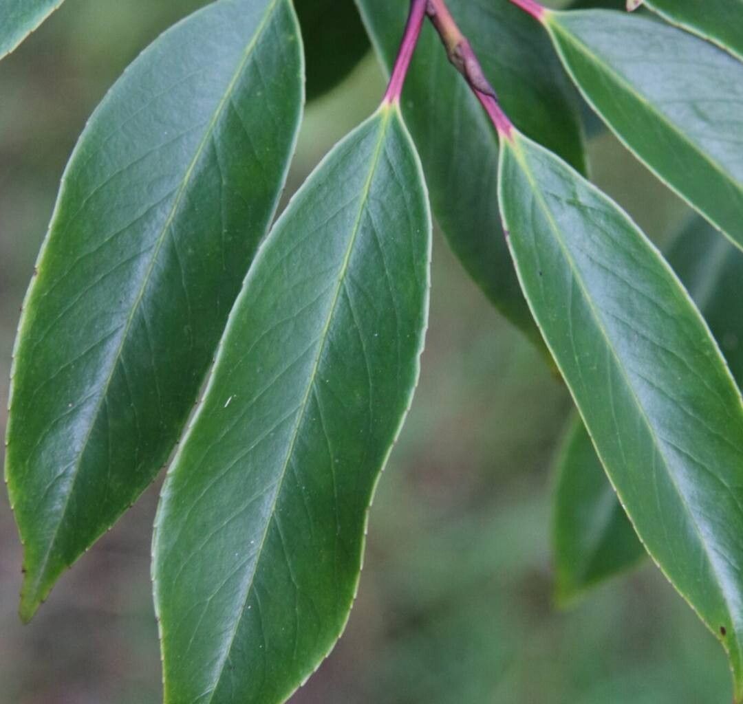 Ilex fargesii — search result for 'Ilex'