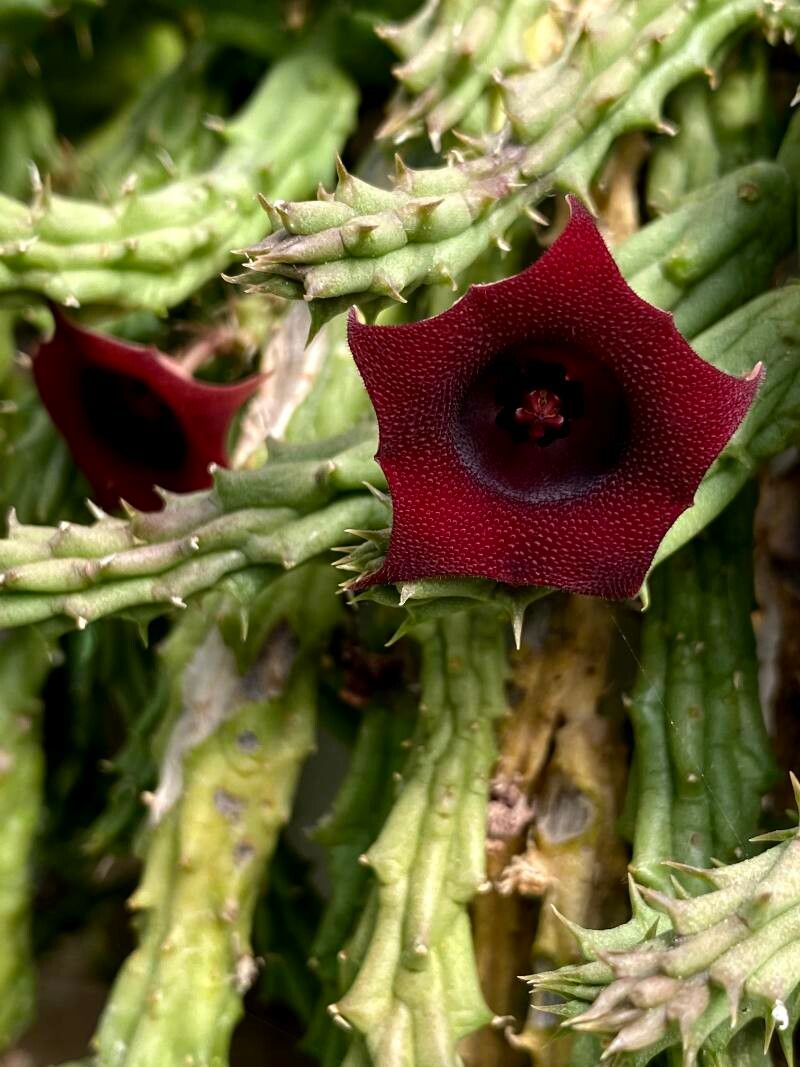 Huernia schneideriana flower