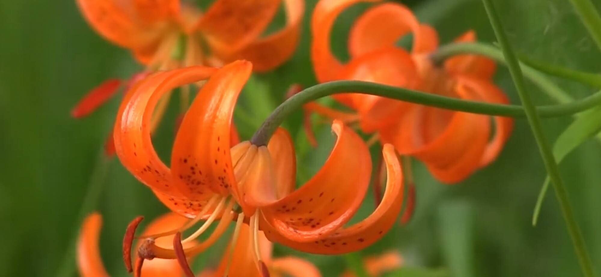 Lilium debile — houseplant care guide