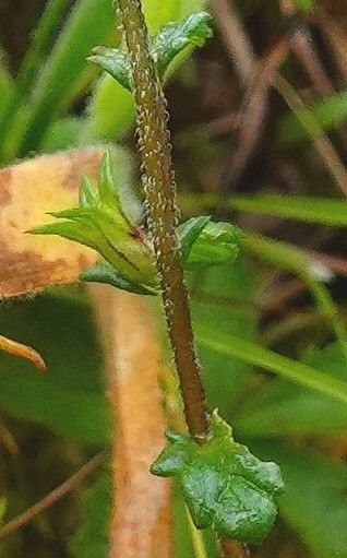 Euphrasia nemorosa bark