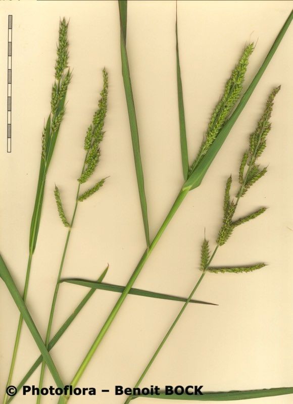 Echinochloa oryzicola — houseplant care guide