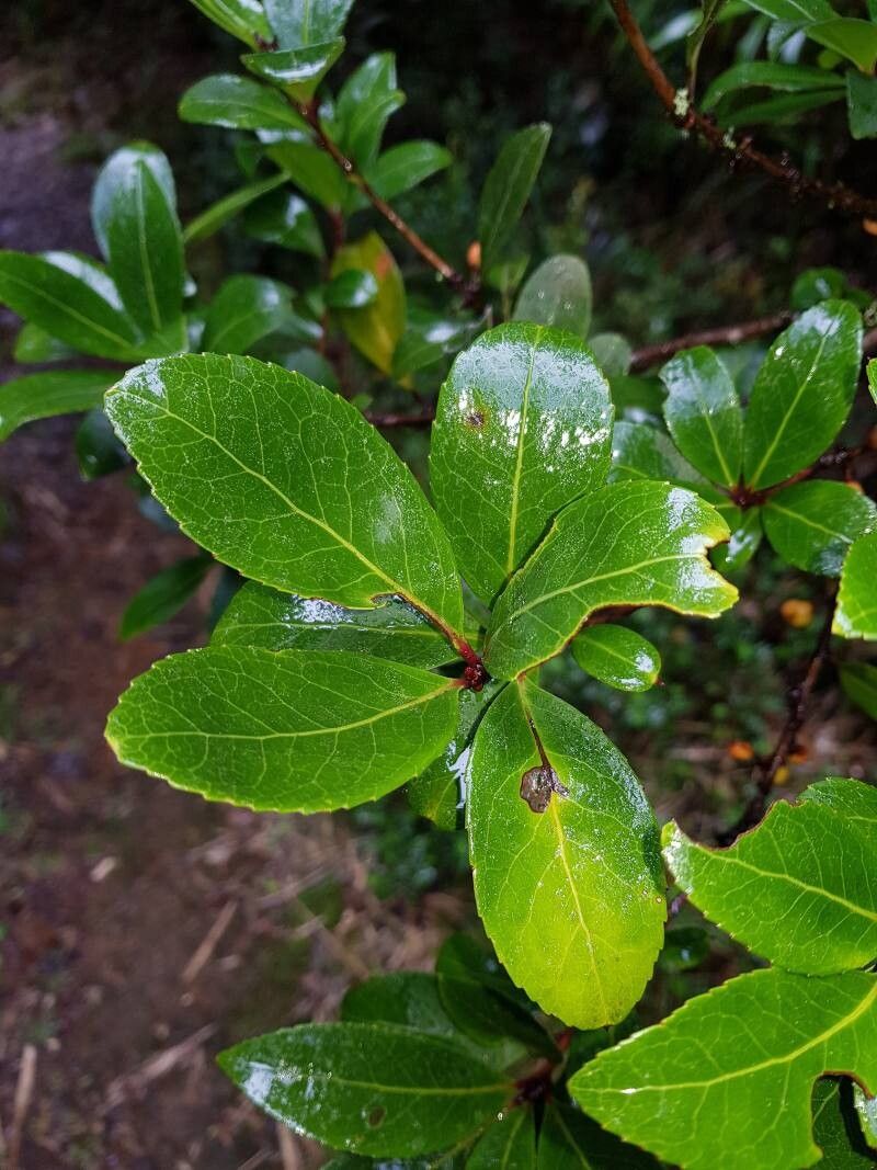 Maytenus woodsonii — houseplant care guide