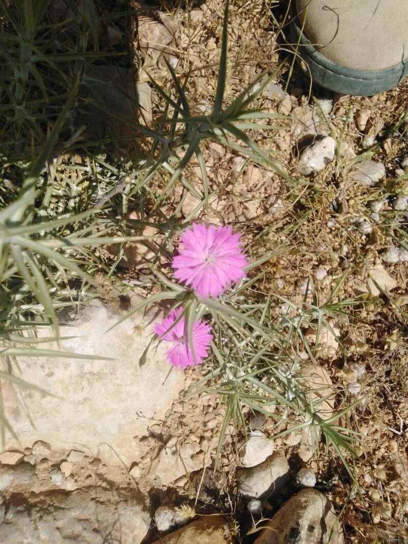 Dianthus tripunctatus habit