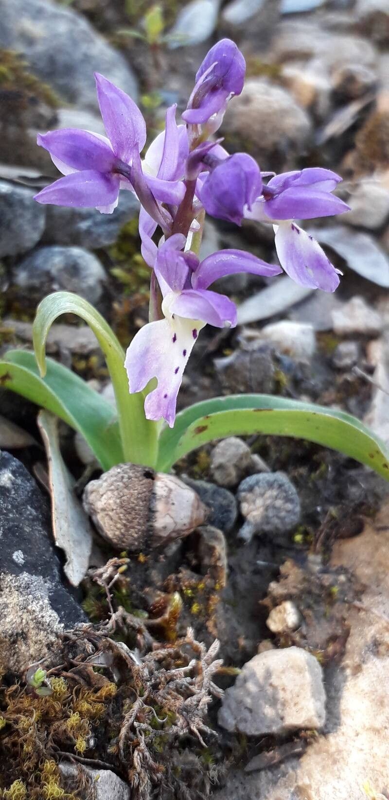 Orchis canariensis flower