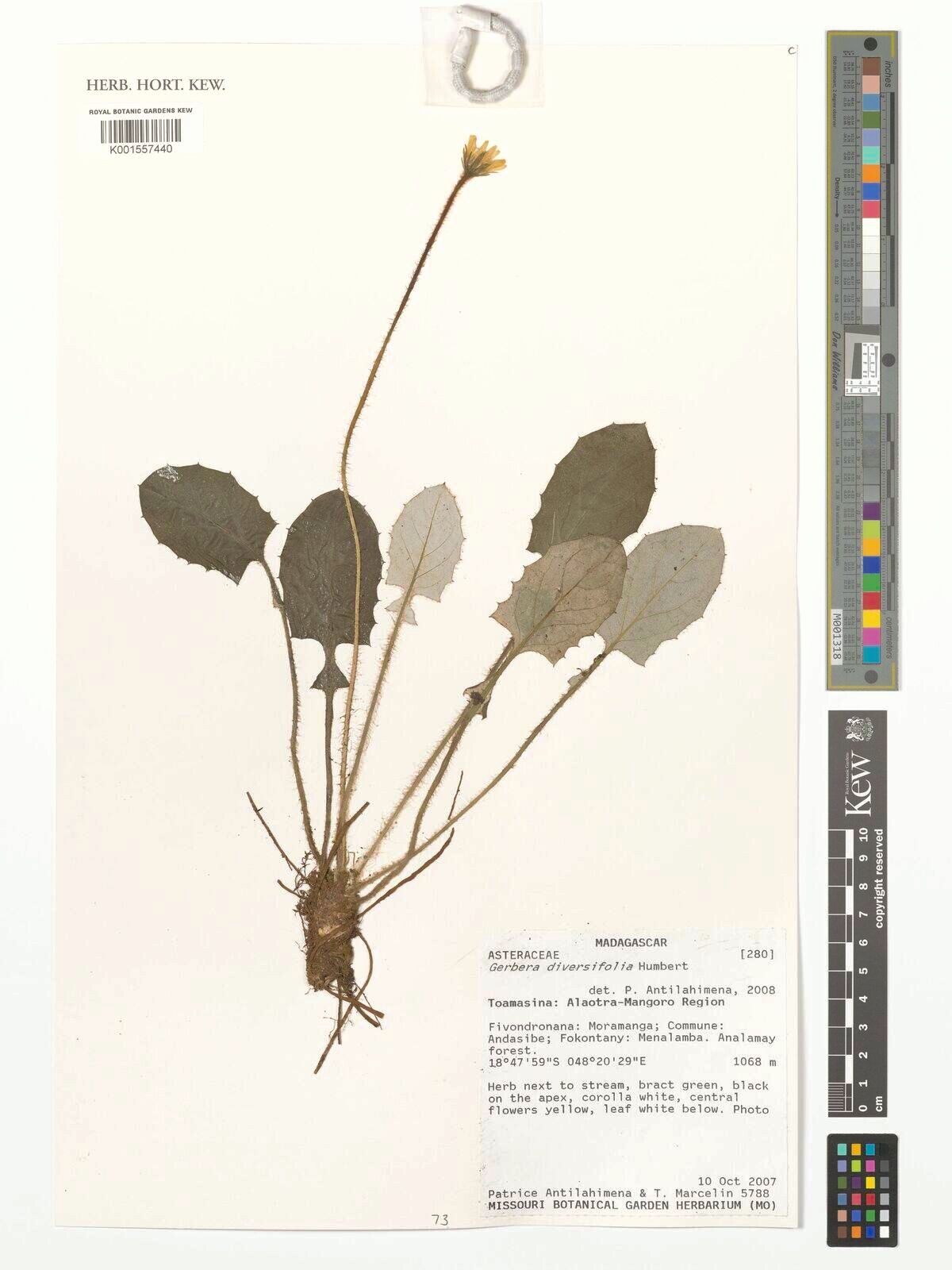 Gerbera diversifolia