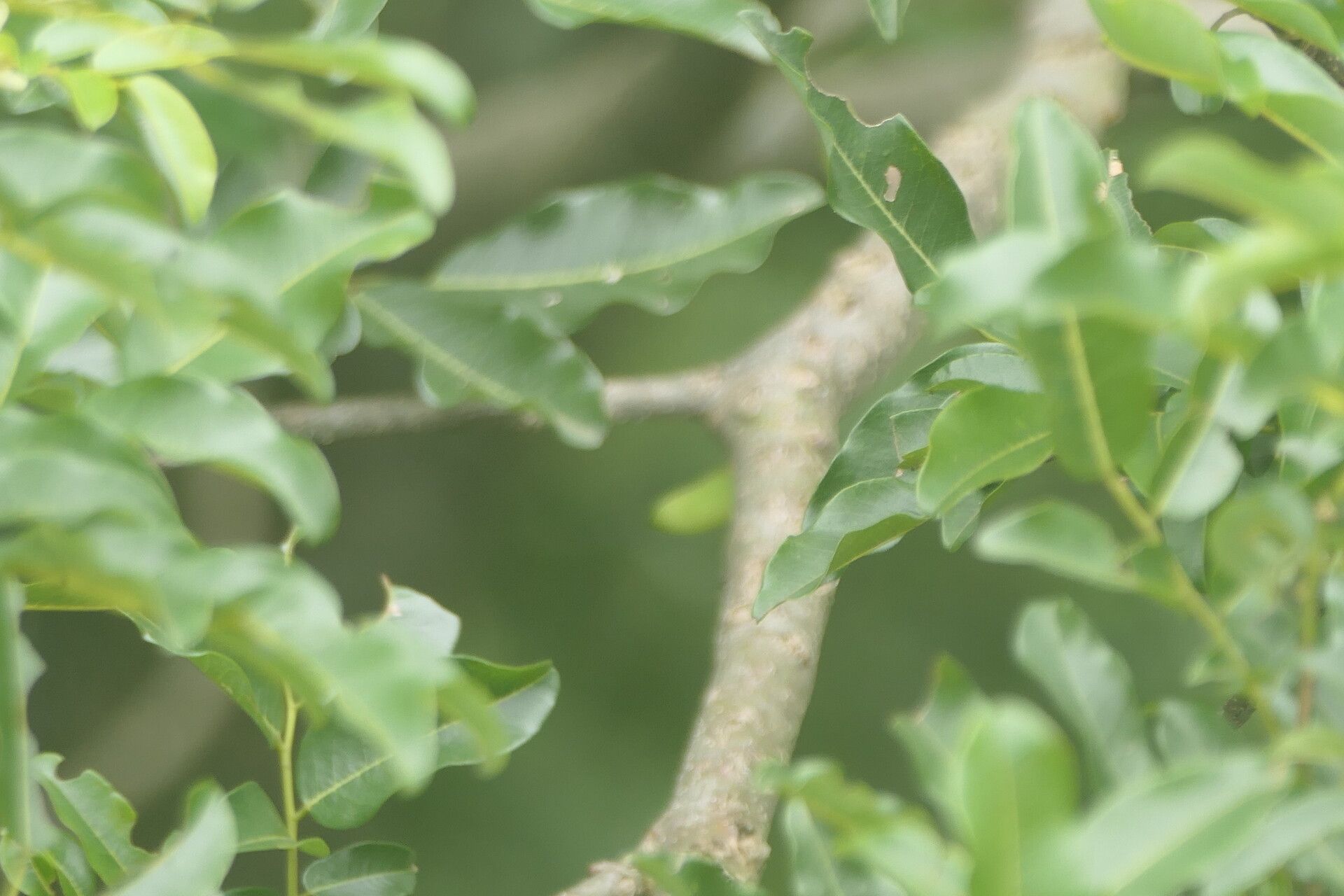Dalbergia obovata bark