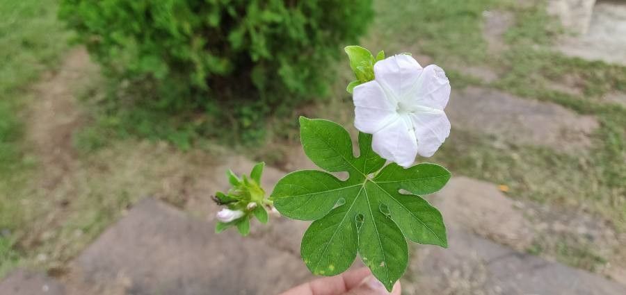 Ipomoea pes-tigridis other