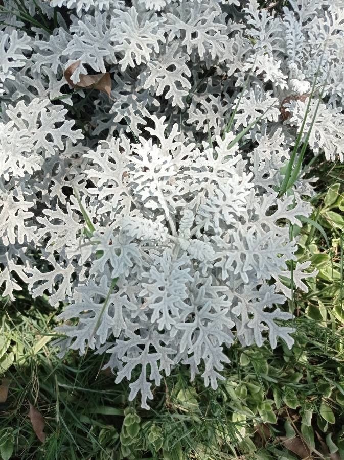Senecio cineraria — search result for 'Jacobaea'