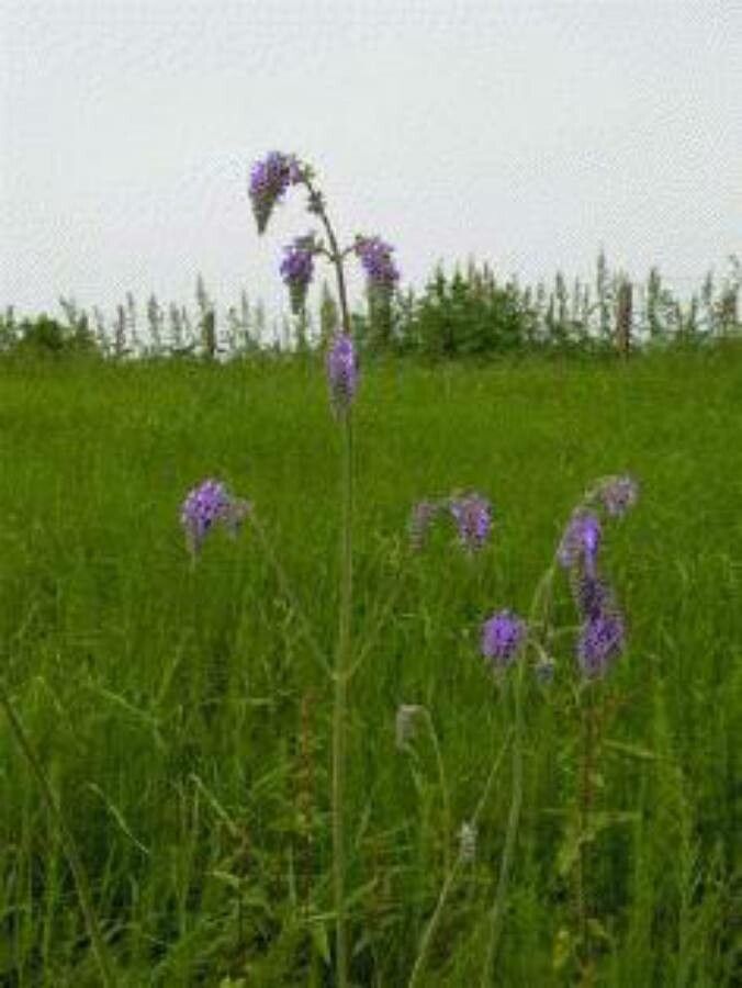 Salvia nutans flower