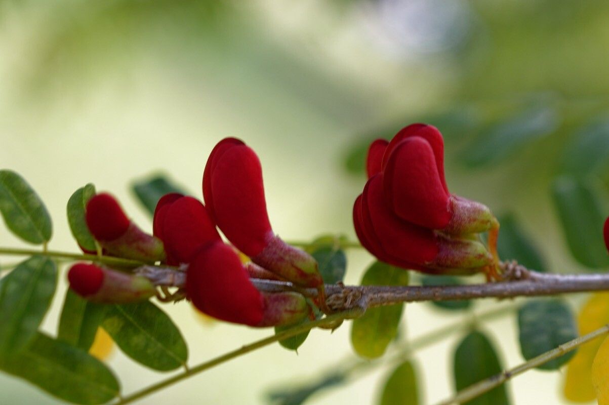 Poitea carinalis — related species from the same genus