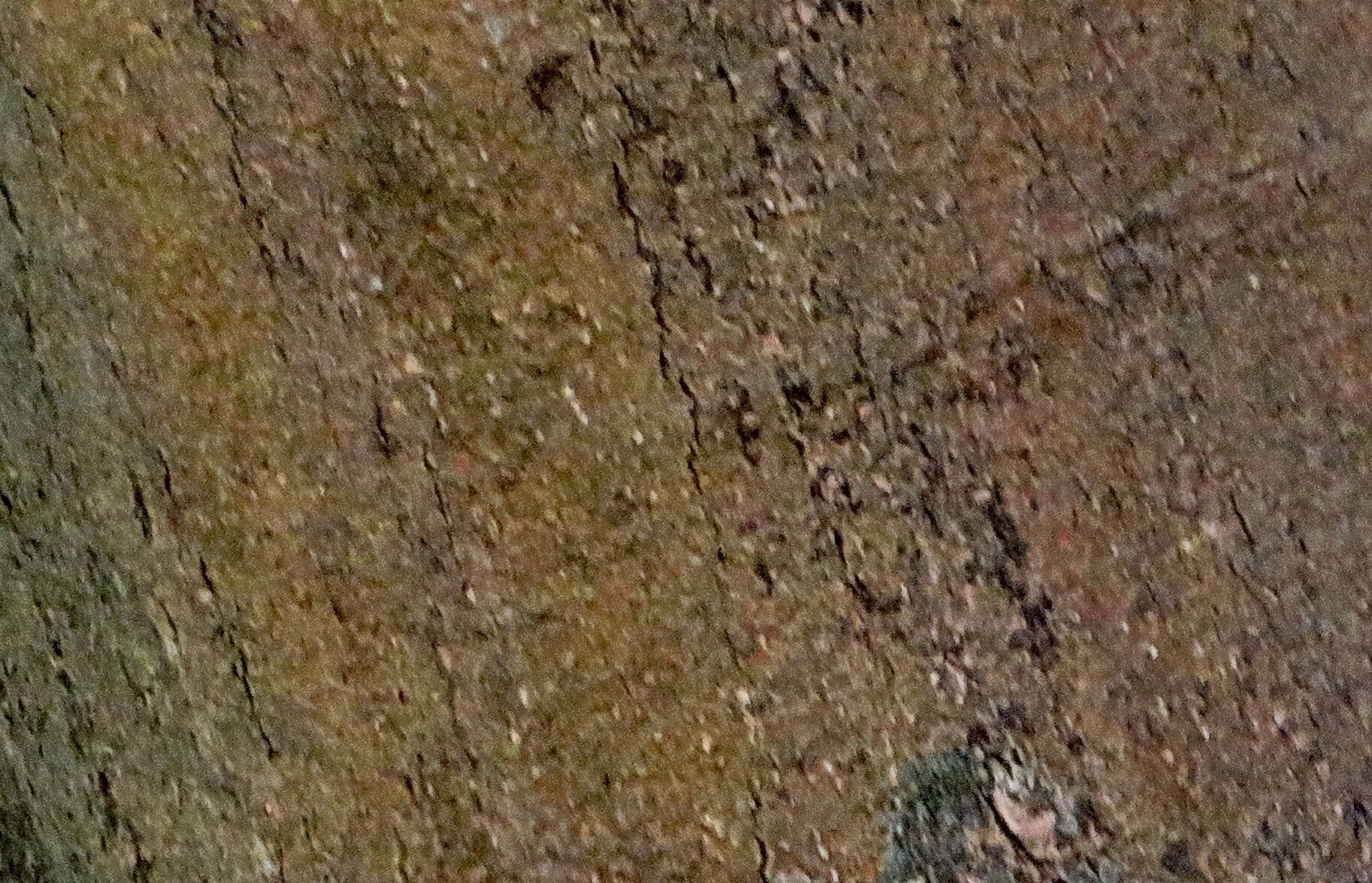 Maytenus quadrangulata bark