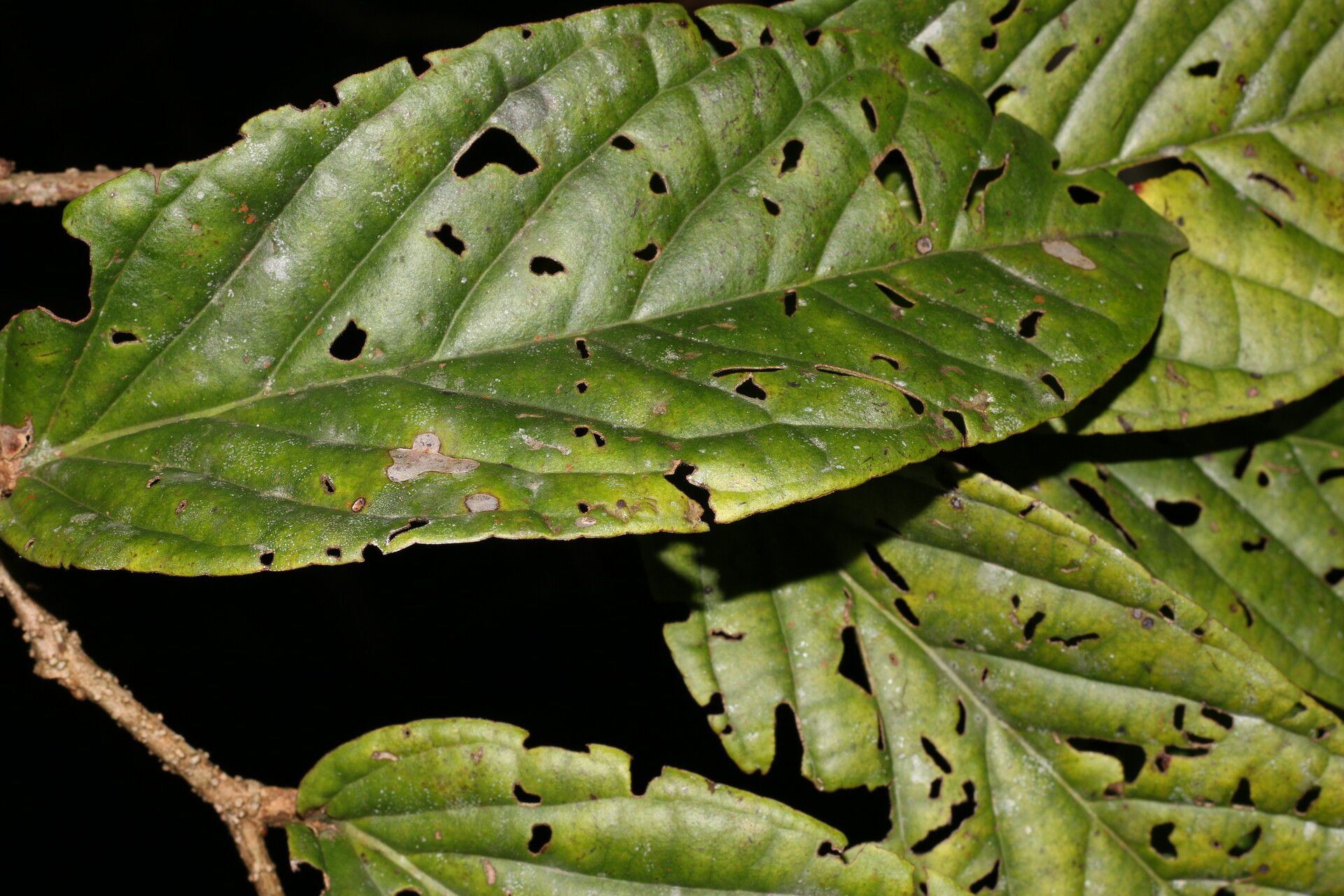 Marcgravia nervosa — houseplant care guide