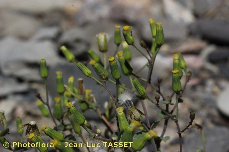 Senecio flavus flower