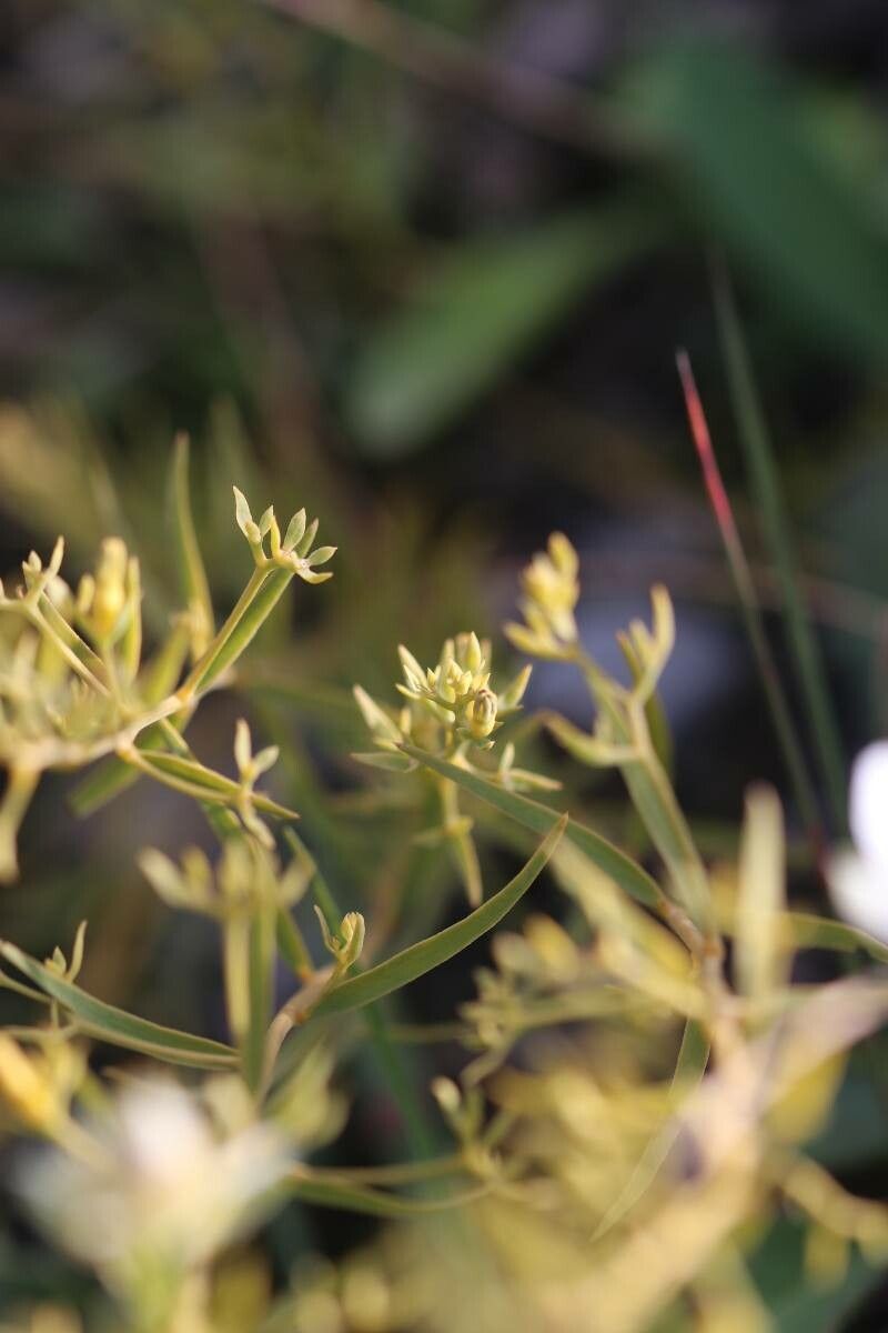 Bupleurum baldense leaf