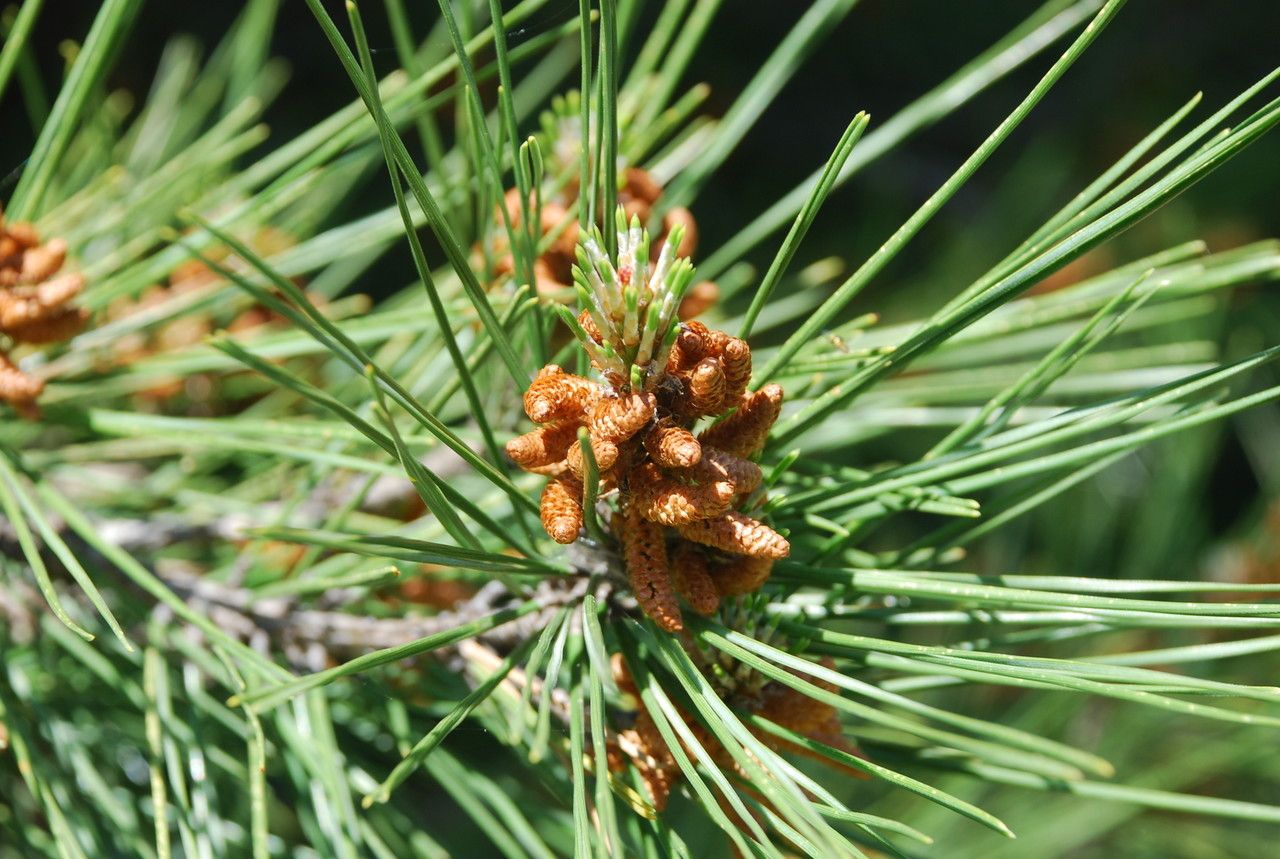 Pinus brutia flower