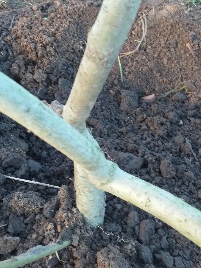 Salix miyabeana bark