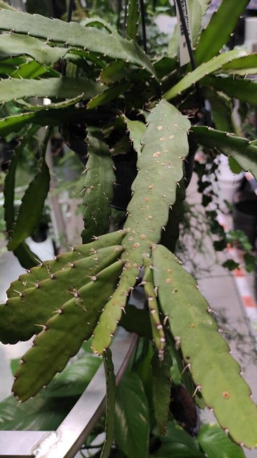 Rhipsalis monacantha — search result for 'Rhipsalis'