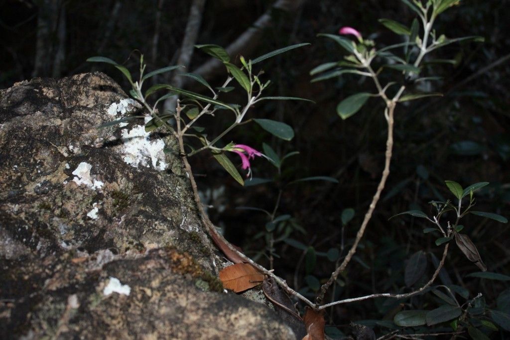 Graptophyllum macrostemon habit