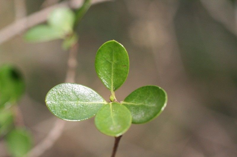 Fernelia buxifolia leaf