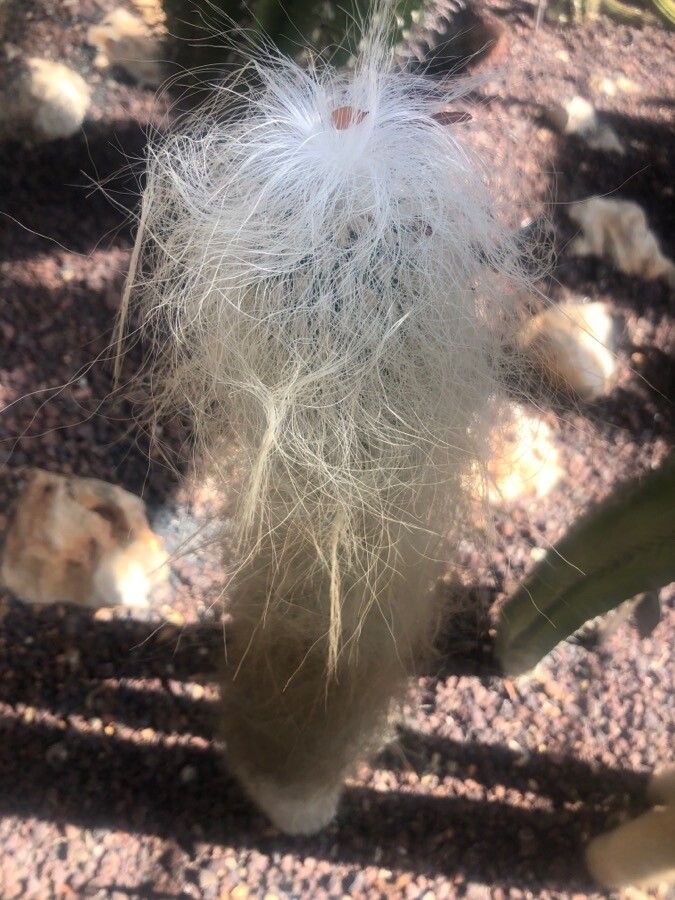 Cephalocereus senilis leaf