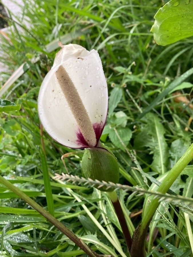 Xanthosoma mexicanum flower