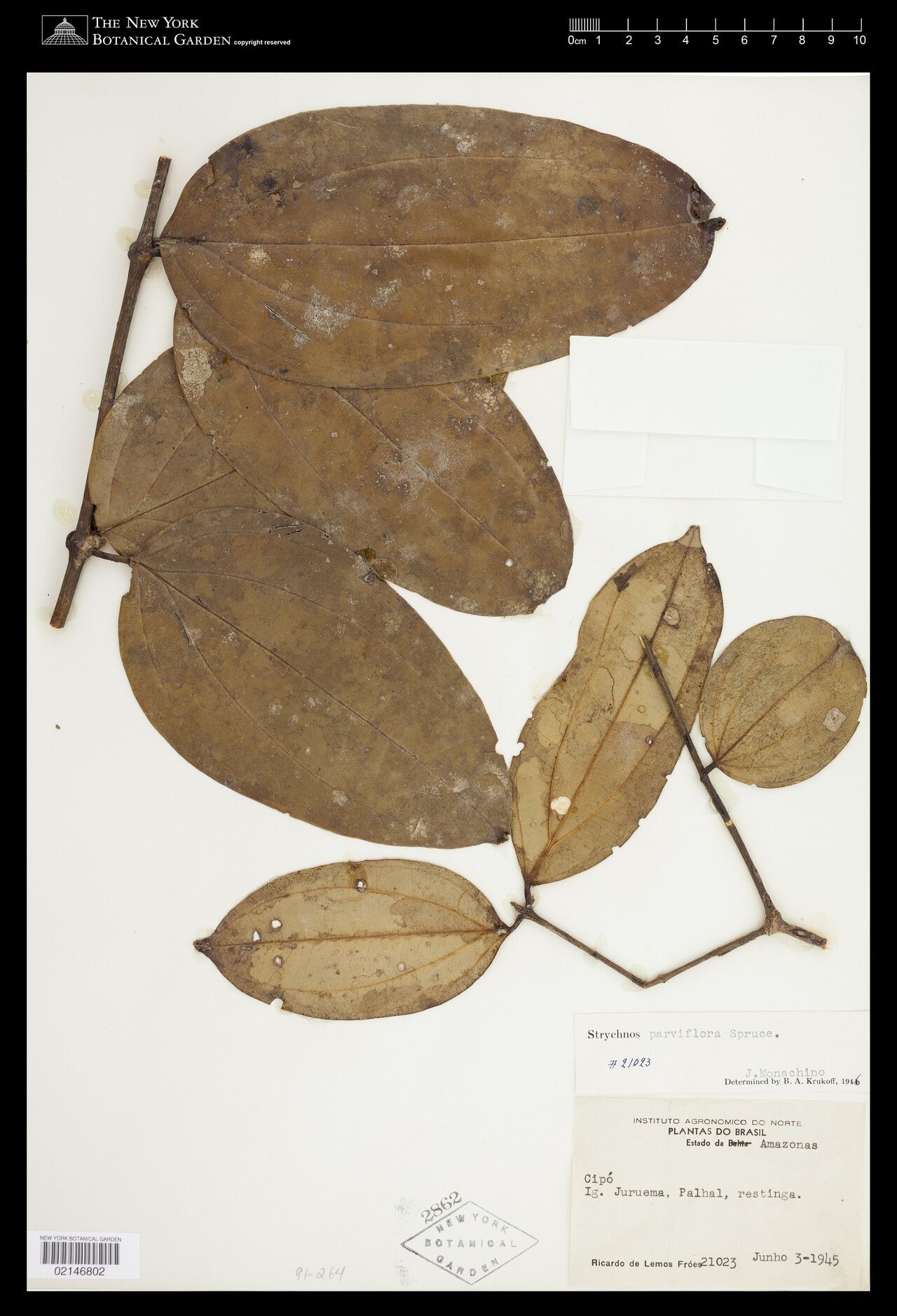 Strychnos parviflora leaf