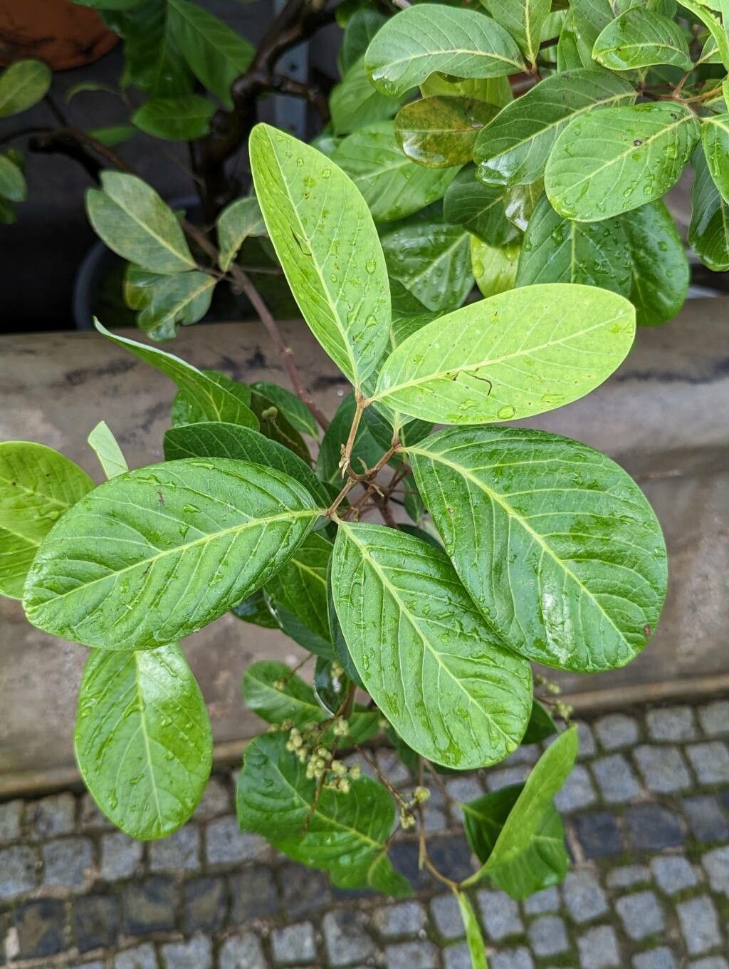 Alectryon connatus — related species from the same genus