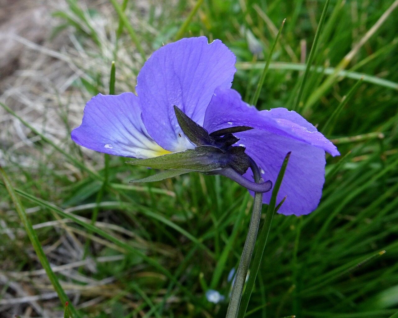 Viola lutea flower
