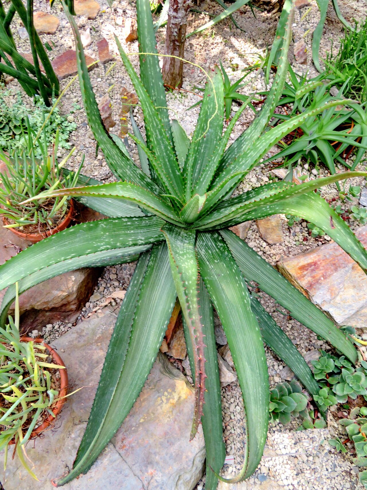 Aloe branddraaiensis habit