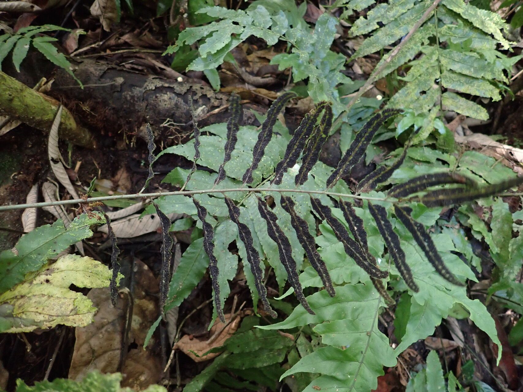 Bolbitis acrostichoides — related species from the same genus