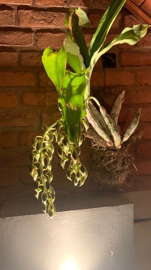 Catasetum fimbriatum habit