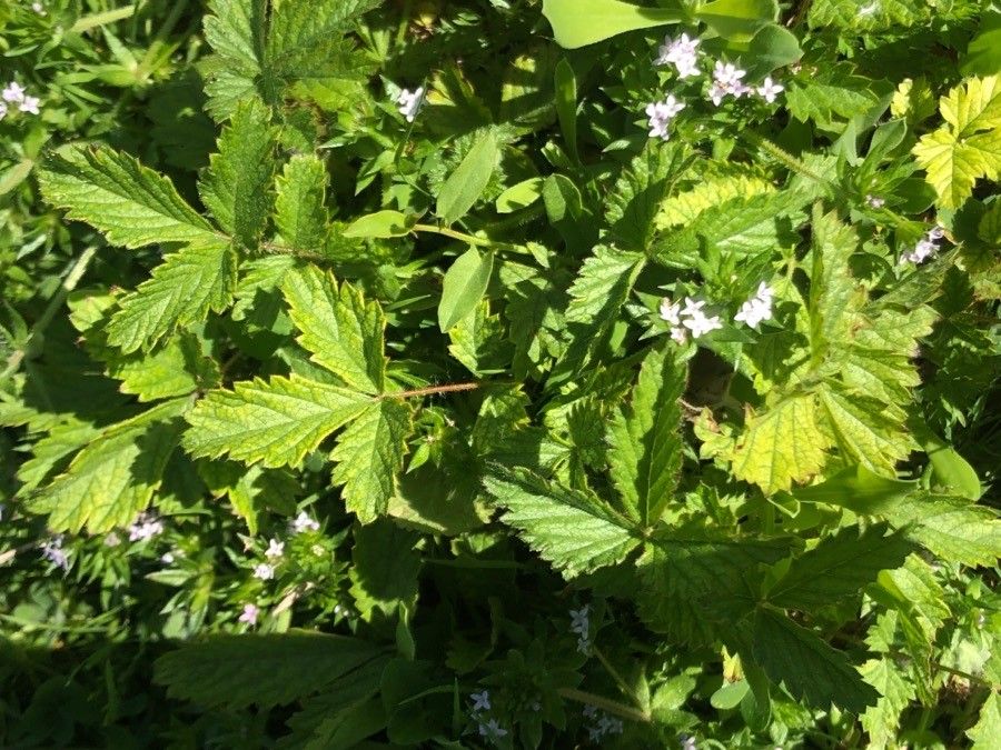 Potentilla chinensis — search result for 'Potentilla'