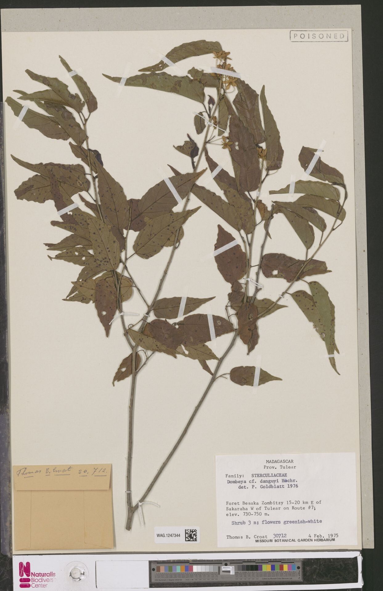 Dombeya danguyi — houseplant care guide