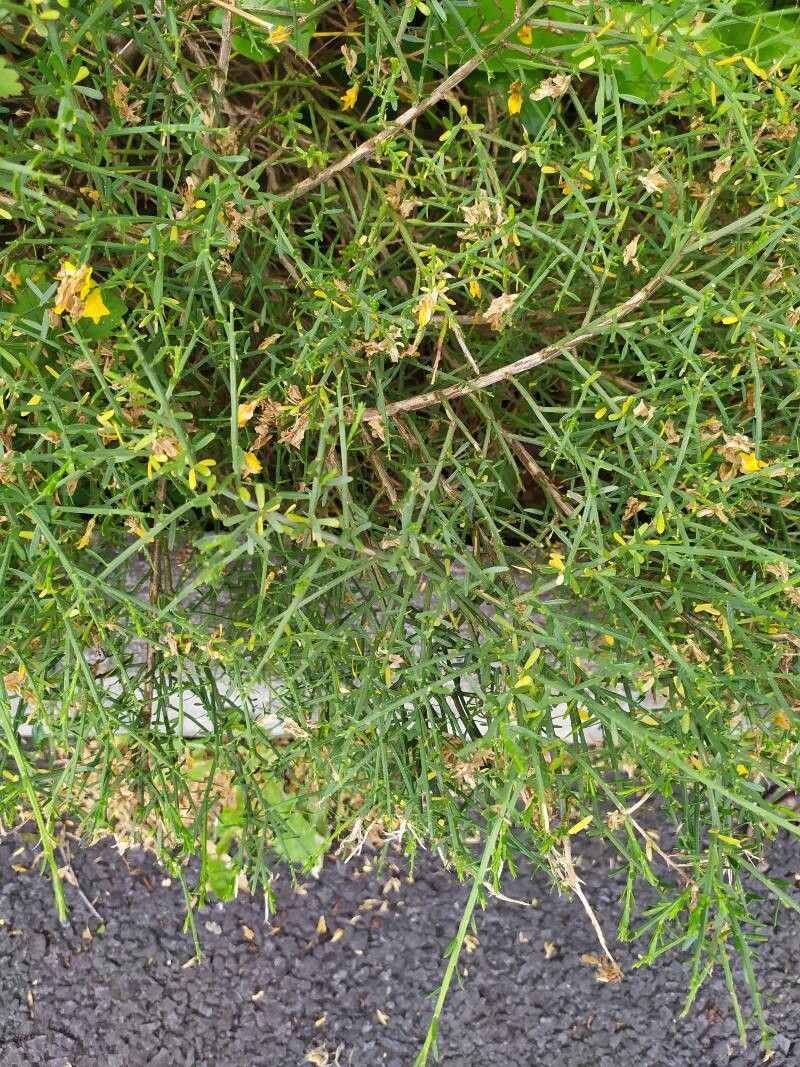 Genista fasselata — search result for 'Genista'