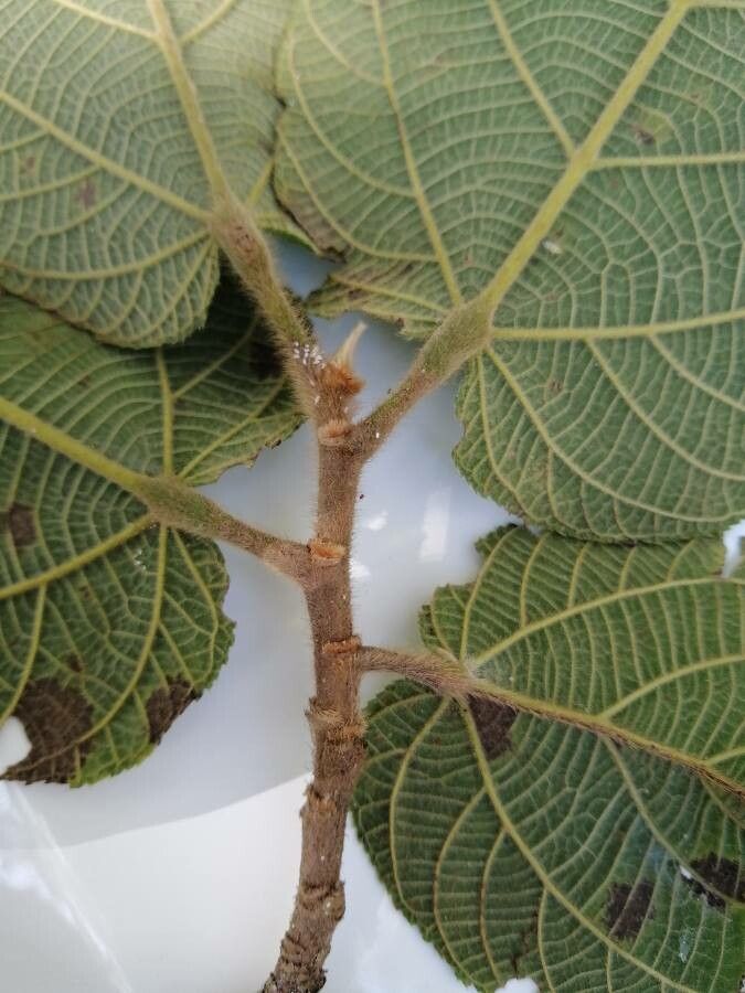 Apeiba tibourbou — search result for 'Costa Rica'