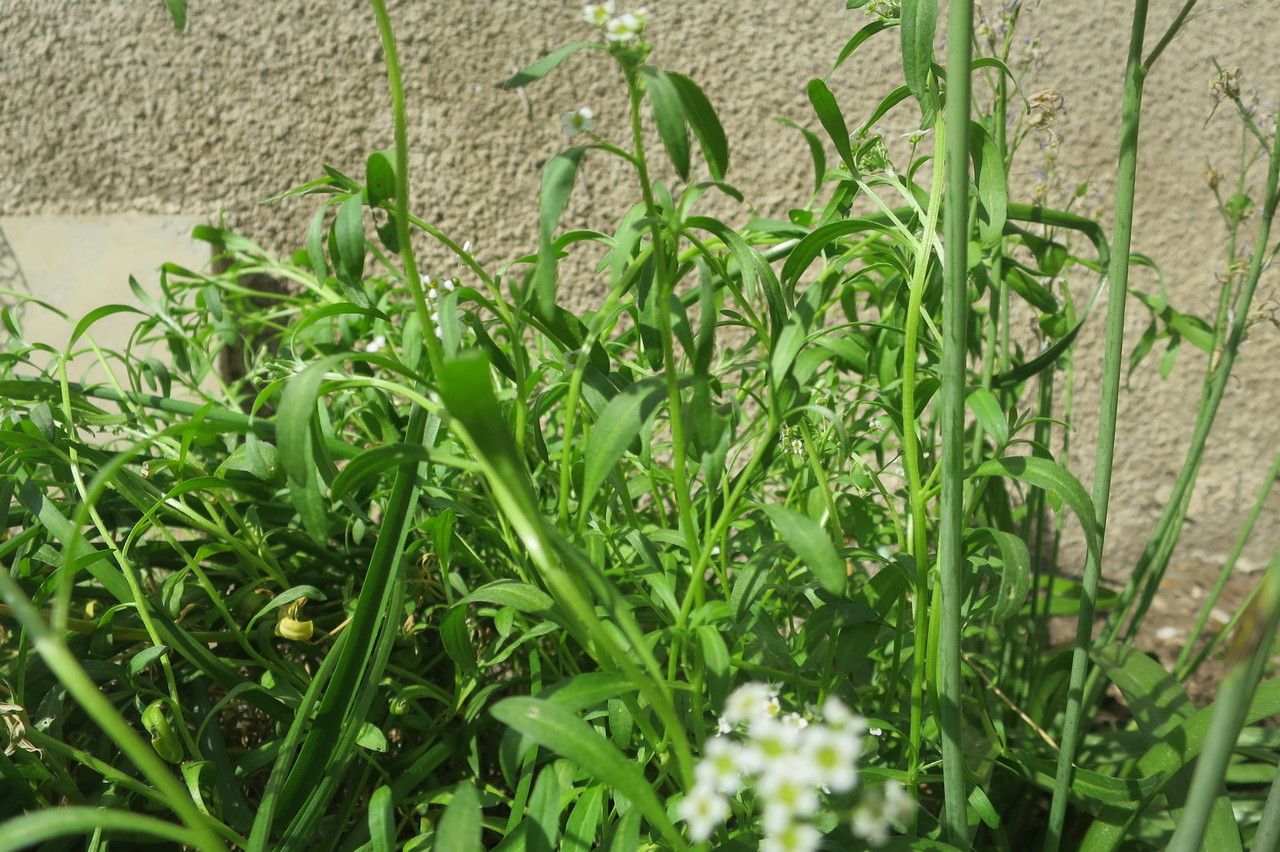 Iberis aurosica habit