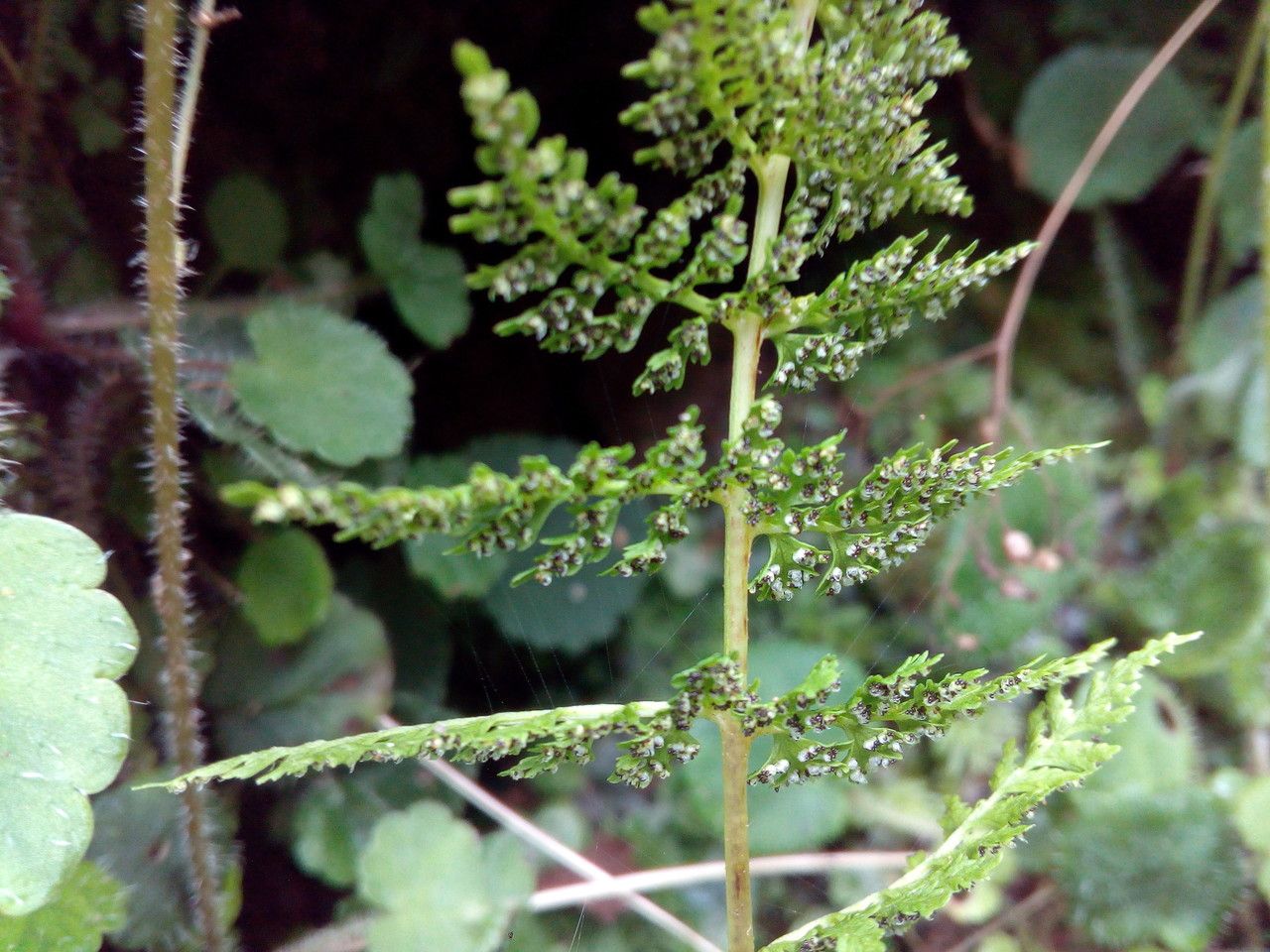 Cystopteris diaphana fruit