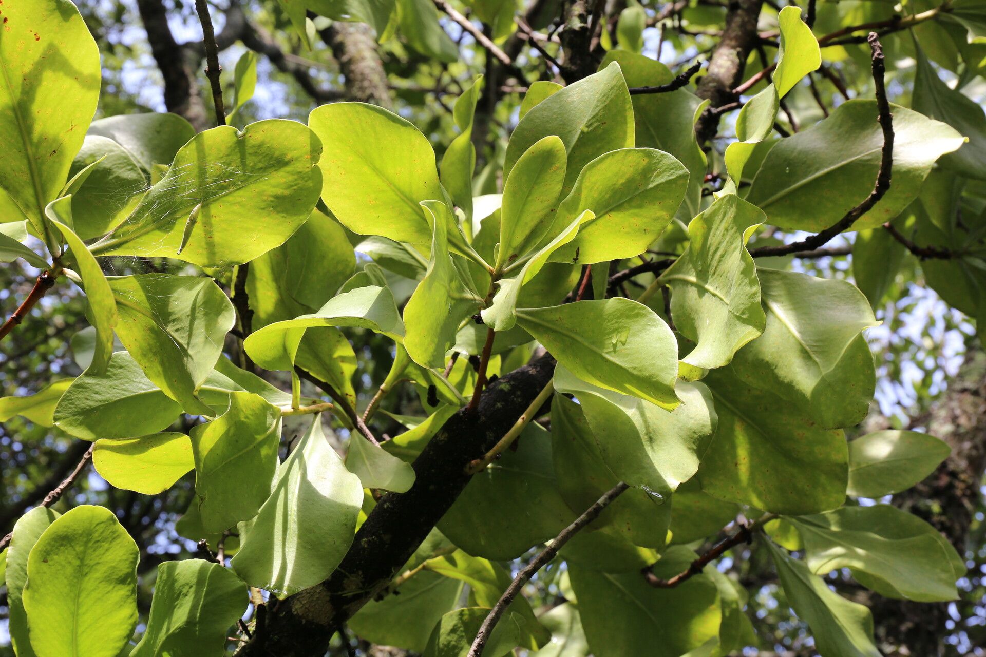 Protea angolensis — related species from the same genus