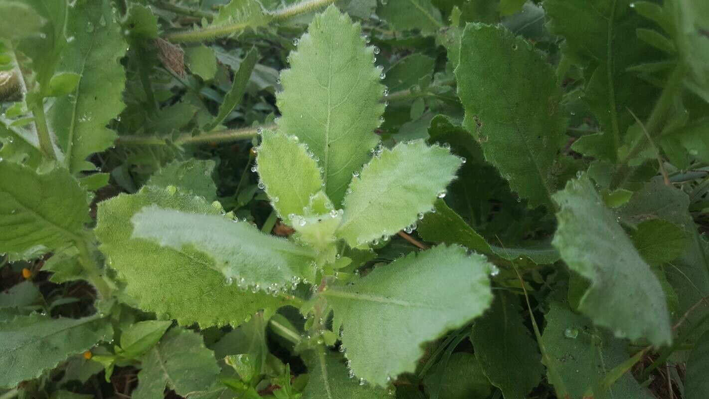 Pseudoconyza viscosa leaf