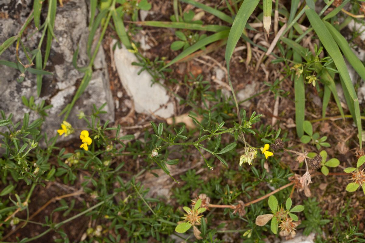 Medicago prostrata habit