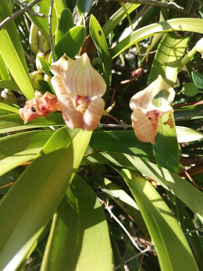Trigonidium egertonianum flower