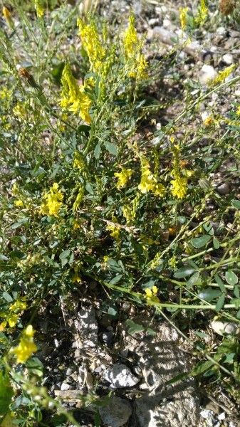 Anthyllis hermanniae flower