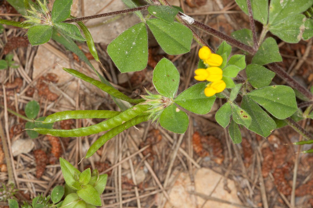 Lotus ornithopodioides fruit
