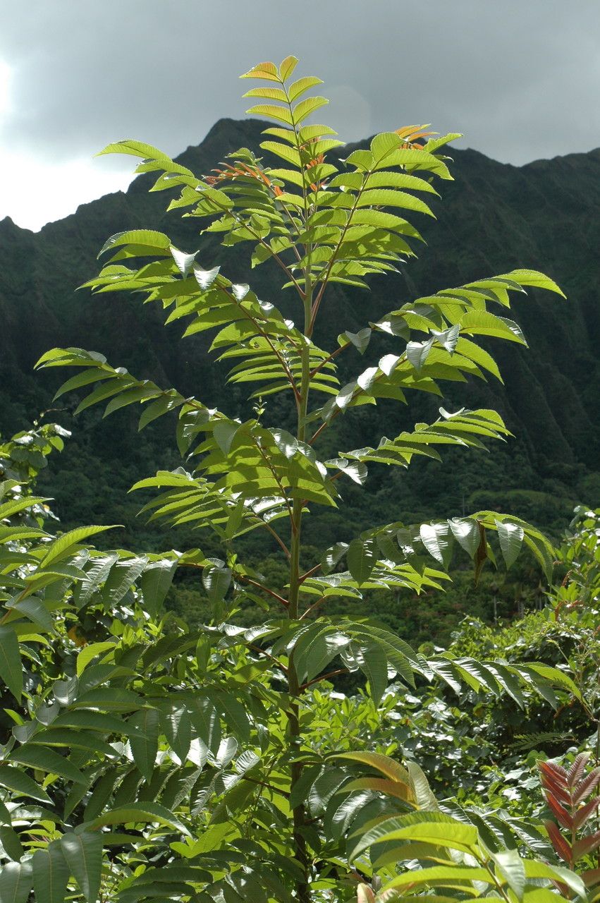 Rhus sandwicensis leaf