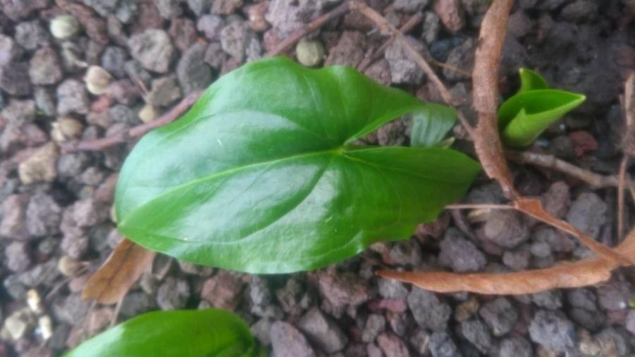 Arisarum proboscideum leaf