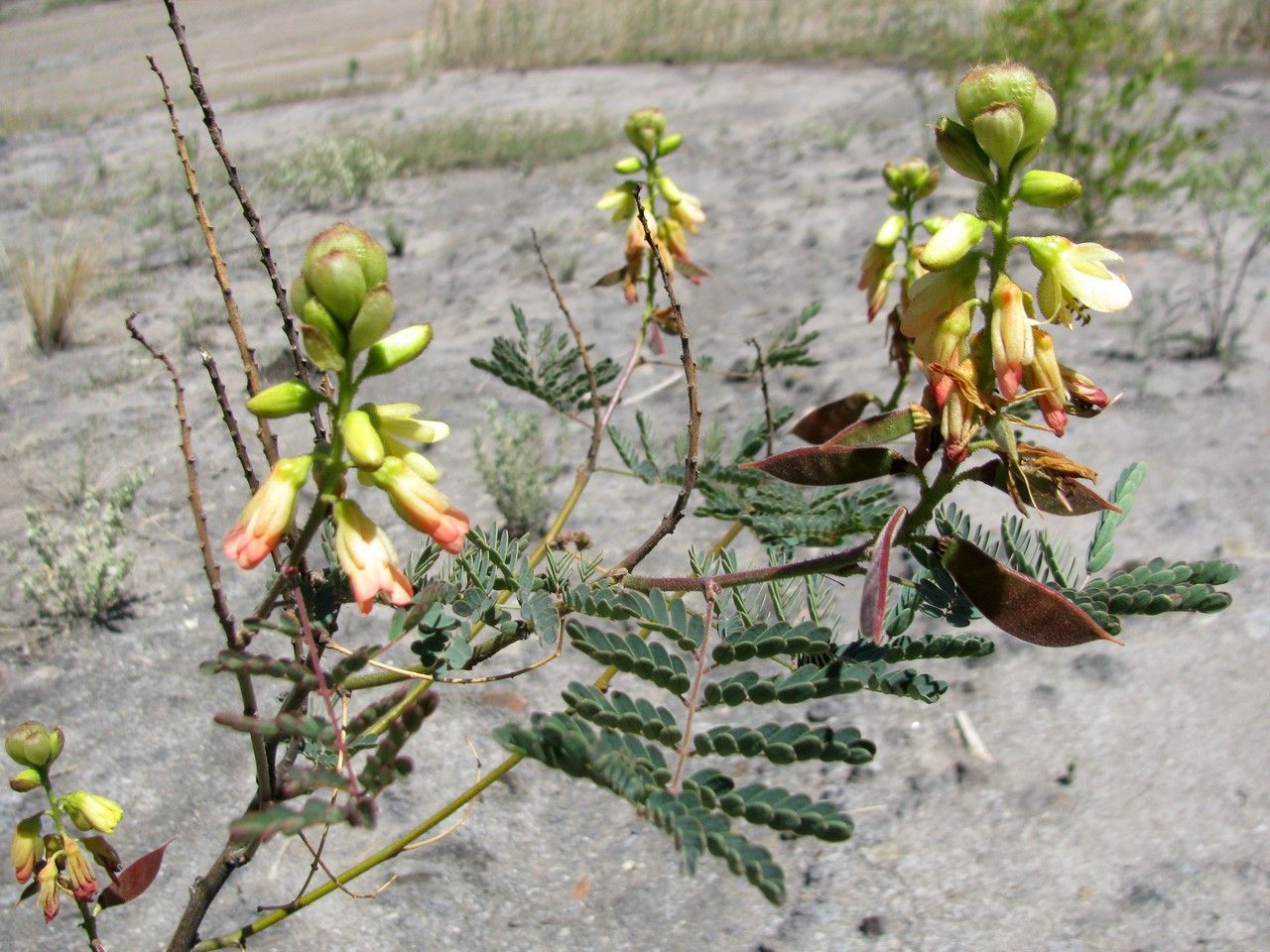 Caesalpinia trichocarpa habit