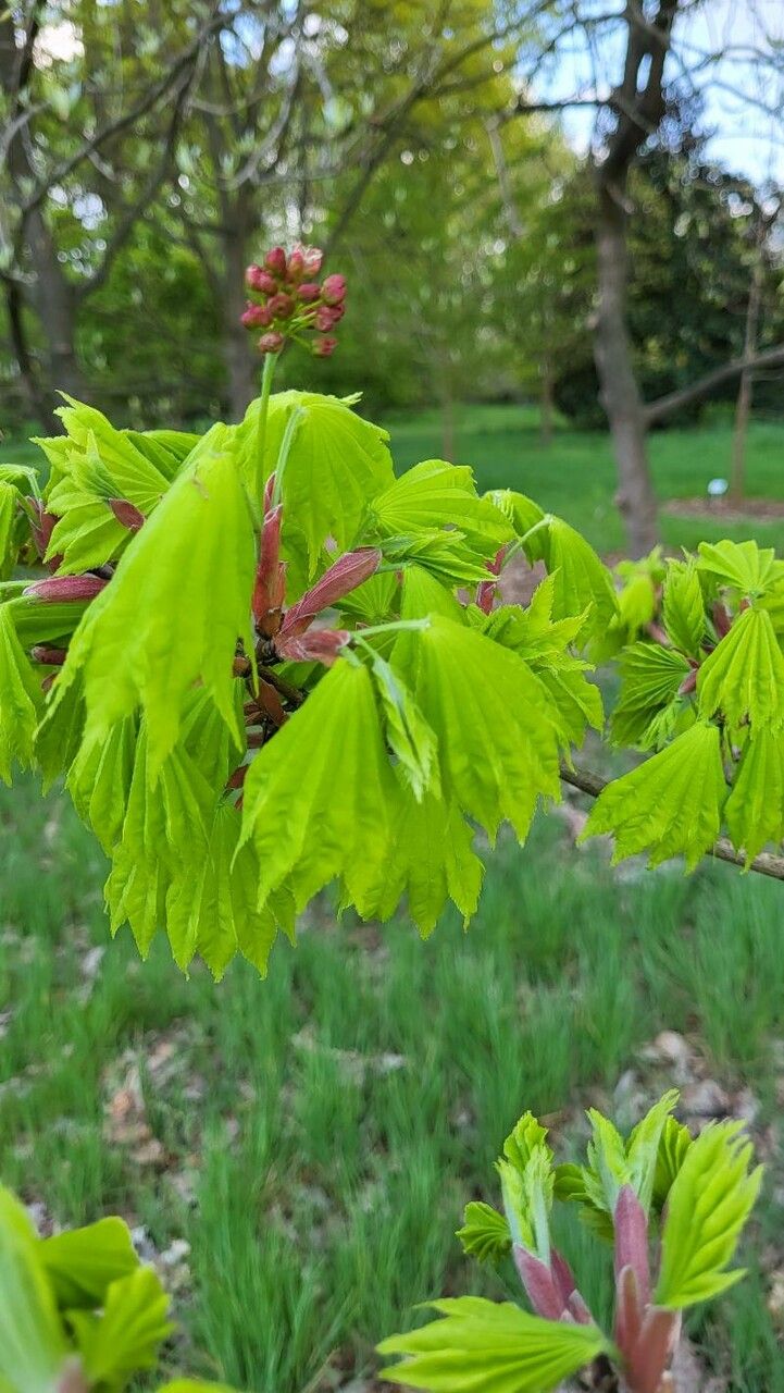 Acer shirasawanum flower