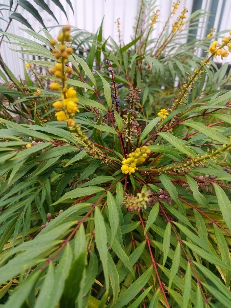 Berberis fortunei flower