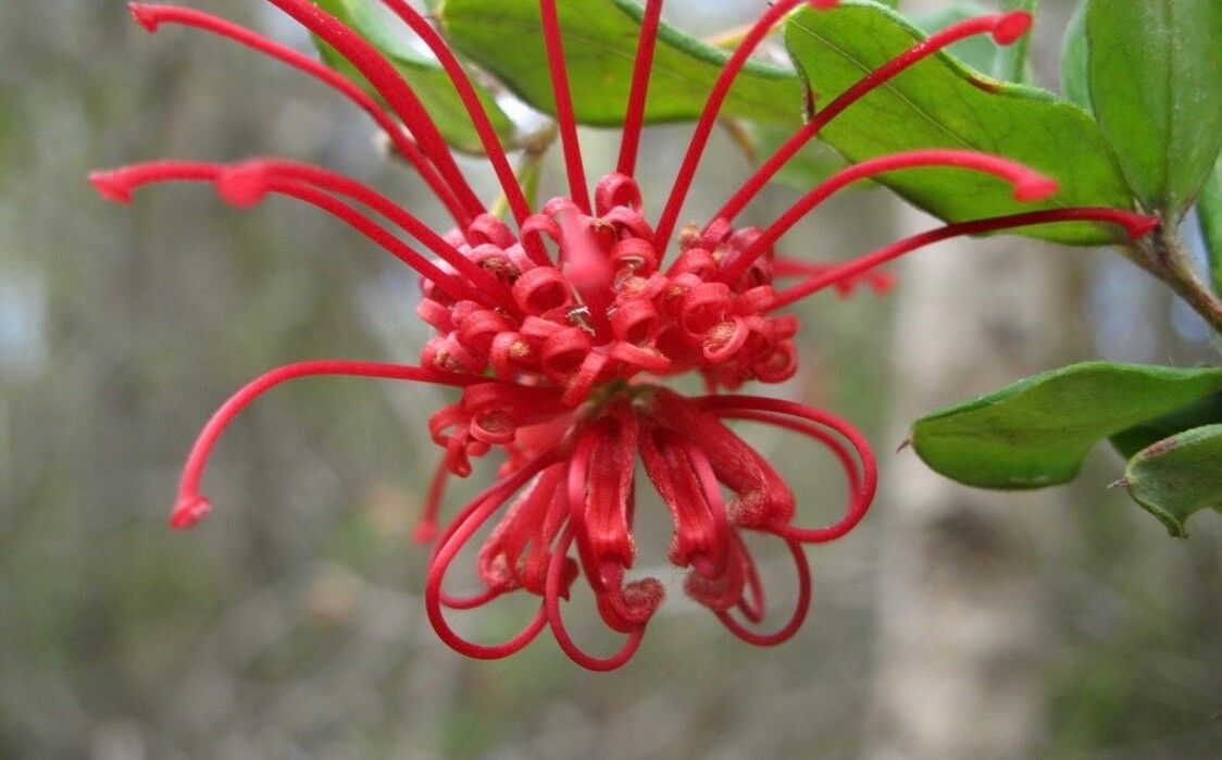 Grevillea speciosa flower